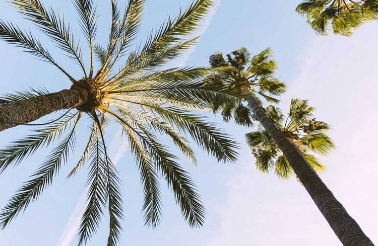 fotografía de Poda de palmeras en Picassent hecho por Jardinería Gartalia en Valencia