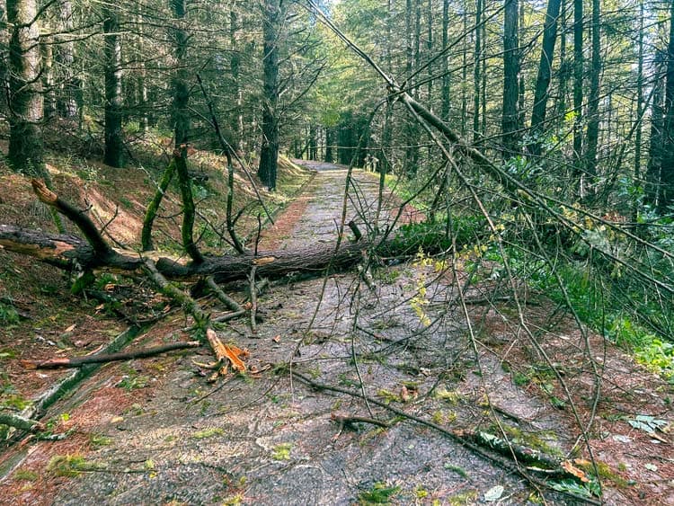 Un arbol caído en medio de la carretera en el monte de Bétera