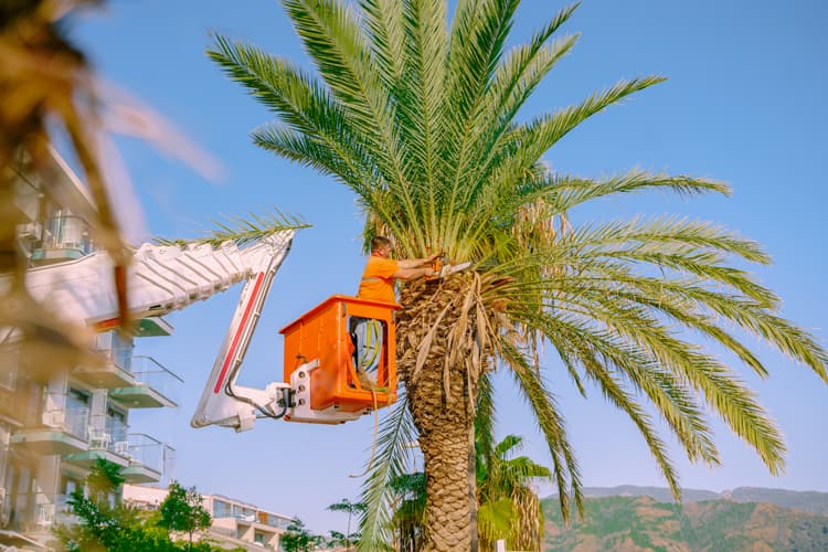fotografía de Tala con grúas y plataformas elevadoras en Valencia hecho por Jardinería Gartalia en Valencia