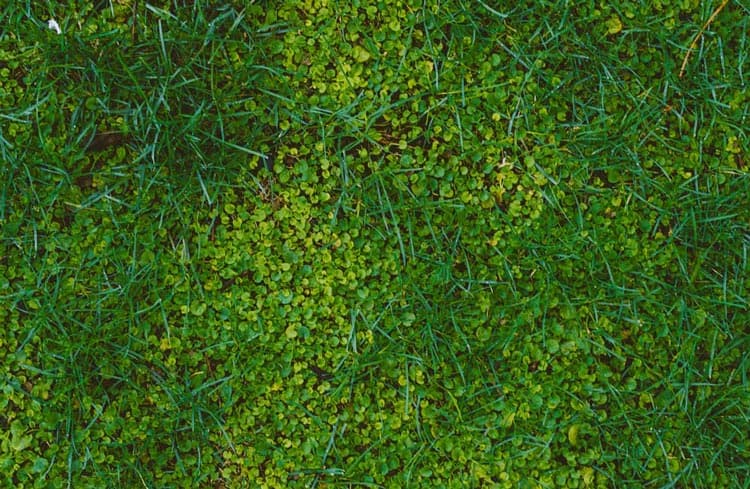 fotografía de Mantenimiento de césped en Picassent hecho por Jardinería Gartalia en Valencia
