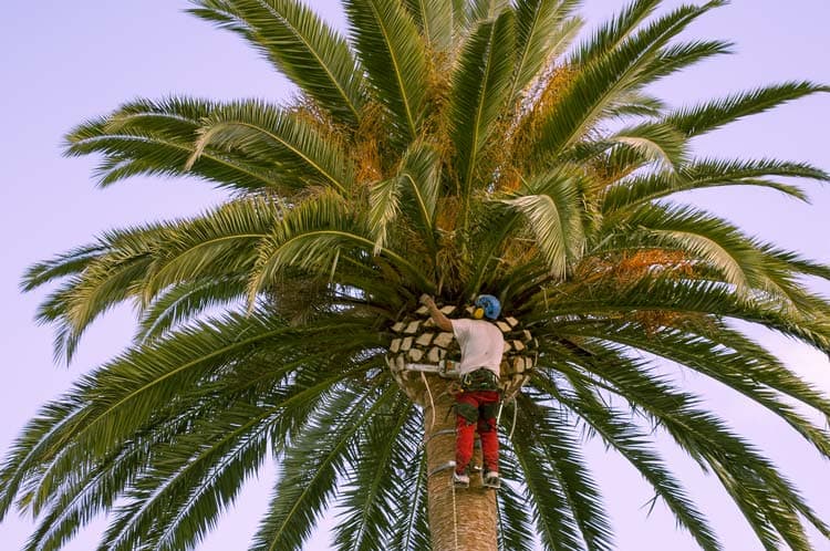 fotografía de Poda de palmeras en Cullera hecho por Jardinería Gartalia en Valencia