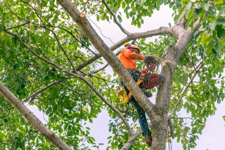 fotografía de Poda de seguridad en Valencia hecho por Jardinería Gartalia en Valencia