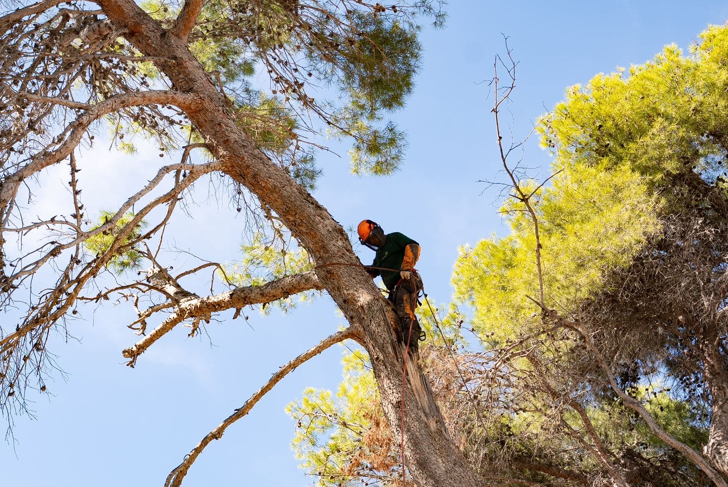 Trepador de Gartalia con casco trabajando en la horquilla de un pino alto